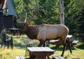 Largest Elk with horns walking through wooden lodge in forest on evening Royalty Free Stock Photo