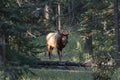 Largest Elk, Wapiti with horn walking in deep forest at Jasper national park Royalty Free Stock Photo