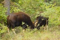 Wild Male Gaurs Rutting in Jungle