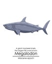 The largest fish ever known Megalodon Royalty Free Stock Photo