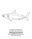 Megalodon Royalty Free Stock Photo