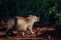 The largest and friendliest rodent in the world is Capybara. They are found in Latin America. Wildlife of Brazil.