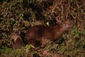 The largest and friendliest rodent in the world is Capybara. They are found in Latin America. Wildlife of Brazil.