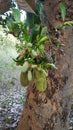 Jackfruit with 500 fruits in a year