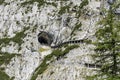 Cave in austria