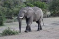 Elephant walking on grassfields in the savanna