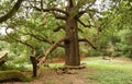 The largest Great Oak or maiden Oak or clearded stemmed Oak in the country.