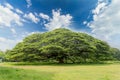 The largest monkey pod tree on the blue sky Royalty Free Stock Photo