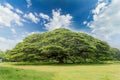 The largest monkey pod tree on the blue sky