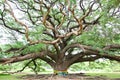 Largest Monkey Pod Tree