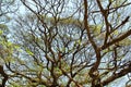 Largest Monkey Pod Tree in Kanchanaburi