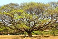 Largest Monkey Pod Tree in Kanchanaburi