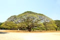 Largest Monkey Pod Tree in Kanchanaburi