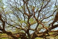 Largest Monkey Pod Tree in Kanchanaburi