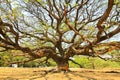 Largest Monkey Pod Tree in Kanchanaburi