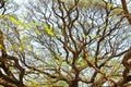 Largest Monkey Pod Tree in Kanchanaburi Royalty Free Stock Photo