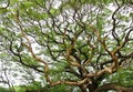 The Largest Monkey Pod Tree. Royalty Free Stock Photo