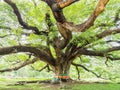 Largest Monkey Pod Tree on white sky