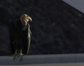 California condor in flight near Navajo Bridge in Arizona Royalty Free Stock Photo