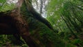 The largest and oldest Yakusugi Giant Japanese cedars