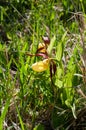Cypripedium calceolus, a lady`s-slipper orchid