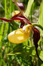 Cypripedium calceolus, a lady`s-slipper orchid, close-up