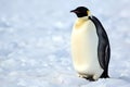 Emperor penguin - Antarctica