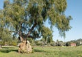 Largest pepper tree in California on the front lawn of Mission San Luis Rey