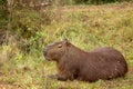 Largest rodent in the world called Carpincho in its habitat