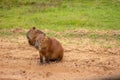 Largest rodent in the world called Carpincho in its habitat