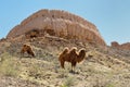 The largest ruins castles of ancient Khorezm Ã¢â¬â Ayaz - Kala, Uzbekistan