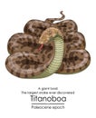 The largest snake ever discovered, Titanoboa Royalty Free Stock Photo