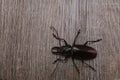 The largest Titan beetle, Titanus giganteus is Neotropical longhorn beetle