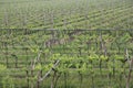 Largest vineyard Bunches of grapes in Growth In the fine wine pr