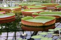 The largest of the water lily Victoria amazonica beautiful leaves in the pond Royalty Free Stock Photo