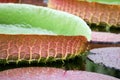 The largest of the water lily Victoria amazonica beautiful leaves in the pond Royalty Free Stock Photo