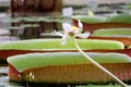 The largest of the water lily Victoria amazonica beautiful leaves in the pond Royalty Free Stock Photo