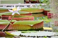 The largest of the water lily Victoria amazonica beautiful leaves in the pond Royalty Free Stock Photo