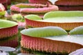 The largest of the water lily Victoria amazonica beautiful leaves in the pond Royalty Free Stock Photo