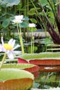 The largest of the water lily Victoria amazonica beautiful leaves in the pond Royalty Free Stock Photo