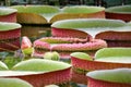 The largest of the water lily Victoria amazonica beautiful leaves in the pond Royalty Free Stock Photo