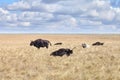 Largest of the wild oxen Gayal in grasslands of virgin steppes
