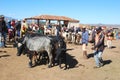 Cattle - Zebu market in Madagascar, Africa Royalty Free Stock Photo