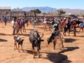 Largest cattle - Zebu market in Madagascar, Africa Royalty Free Stock Photo