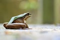 A Largre Odorous Frog Royalty Free Stock Photo