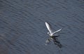 Laridae Royalty Free Stock Photo