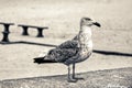 Laridae - seagull family birds Royalty Free Stock Photo