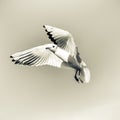 Laridae - seagull family birds Royalty Free Stock Photo