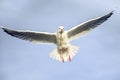 Laridae - seagull family birds Royalty Free Stock Photo