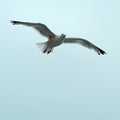 Laridae seagull in flight wings wide open